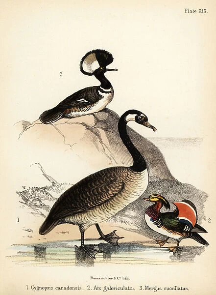 Canada goose, Mandarin duck and hooded merganser. 1855 (lithograph)