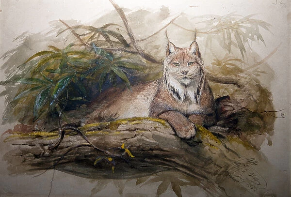 The Canadian Lynx (Felis canadensis), 1852 (w  /  c on paper)