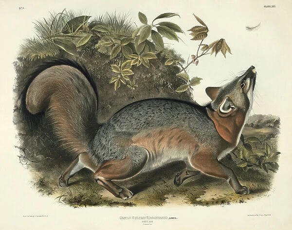 Canis (Vulpes) Virginianus (Grey Fox), plate 21 from Quadrupeds of North America
