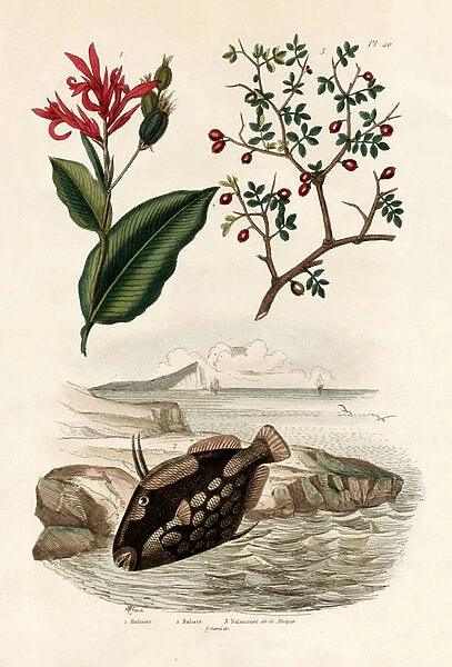 Canna, 1833-39 (coloured engraving)