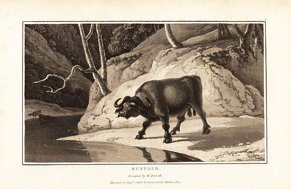 Cape buffalo, Syncerus caffer caffer, male, standing by a riverb 1807 (aquatint)