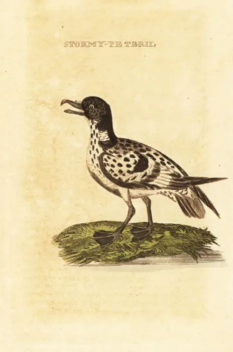 Framed Print : Cape petrel, Daption capense