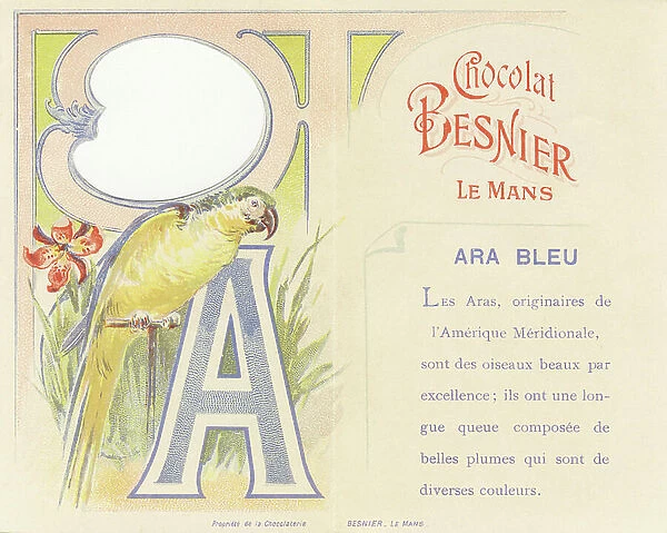 A capital letter and description of the blue macaw, 1890 (chromolithography)