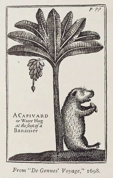 A Capivard or Water Hog at the Foot of a Bananier, from de Gennes Voyage