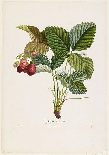 Capron commun. (Strawberries), from Traite des Arbres Fruitiers