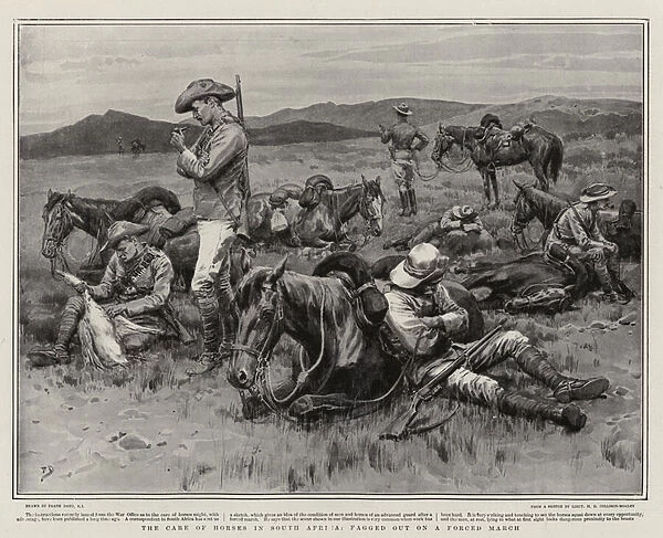 The Care of Horses in South Africa, fagged out on a Forced March (engraving)