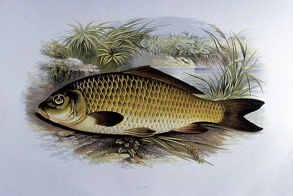 Carpe. Planche du dictionnaire d'ichtyologie de W. Houghton British Fresh - Water Fishes, 19eme siecle. Milan, Museo Civico di Storia Naturale
