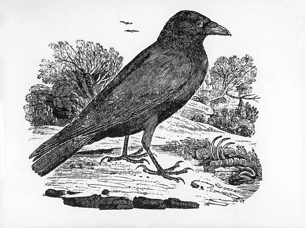 The Carrion Crow, illustration from The History of British Birds by Thomas Bewick