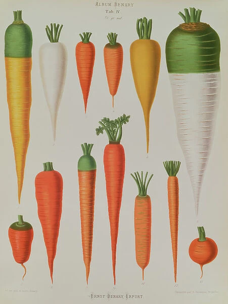 Carrots, Table IV from the Album Benary, engraved by G. Severeyns, 1876