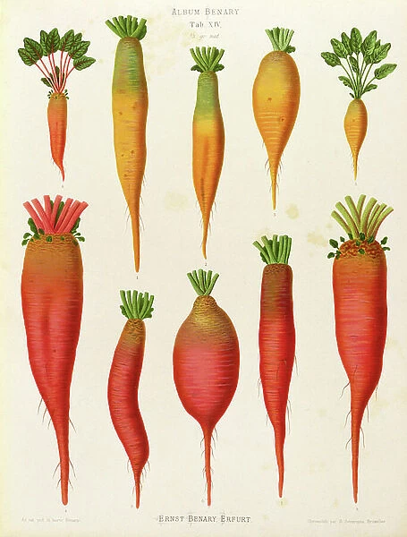 Carrots and Turnips: from the 'Album Benary' Tab. XIV, (chromolitho)