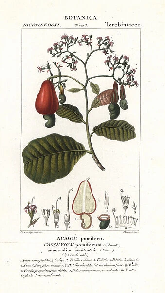 Cashew nut, Anacardium occidentale