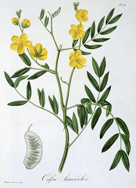 Cassia from Phytographie Medicale by Joseph Roques (1772-1850)