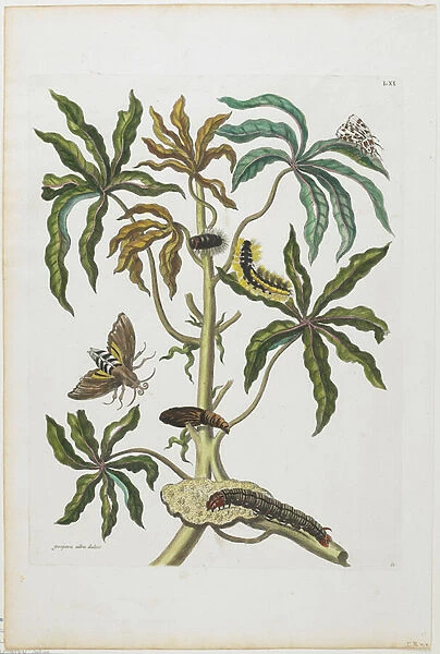 Caterpillars and Insects with Foliage, 1705-71 (hand-coloured etching & engraving)