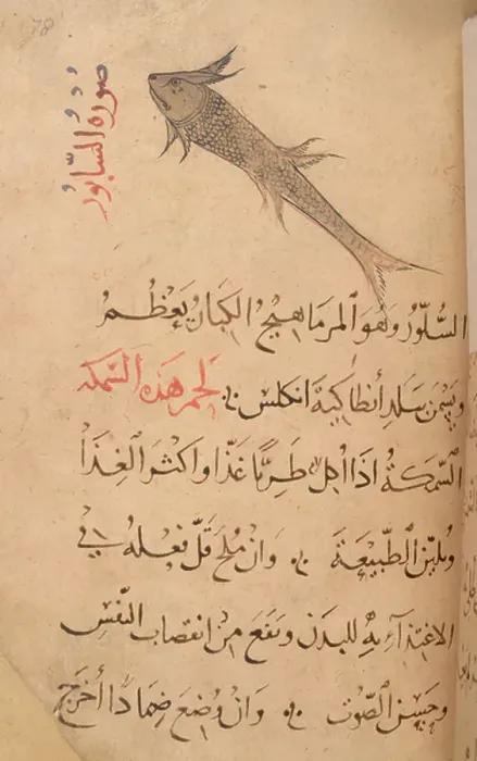 Framed Print : Catfish. BL3297216 Catfish; British Library, London, UK; (add.info. Framed Print : Catfish. BL3297216 Catfish; British Library, London, UK; (add.info.