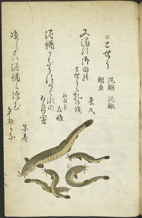 Framed Print : Catfish. BL3281117 Catfish; British Library, London, UK; (add.info. Framed Print : Catfish. BL3281117 Catfish; British Library, London, UK; (add.info.