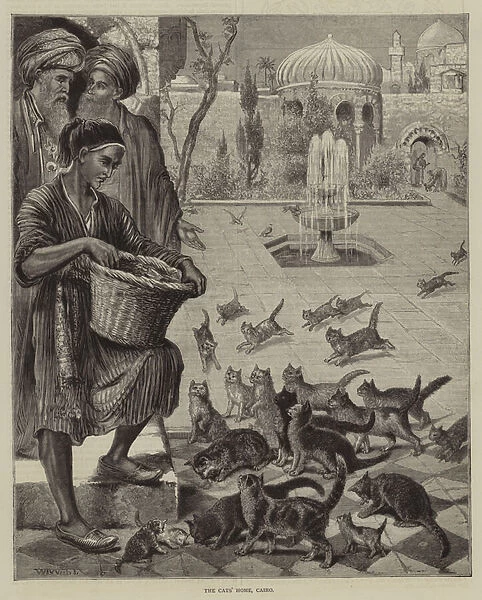 The cats home, Cairo (engraving)