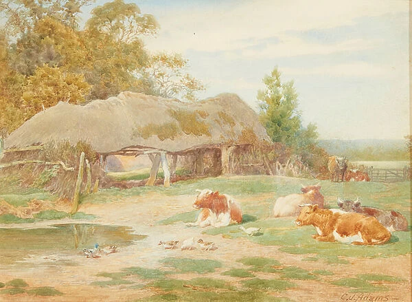 Cattle Resting (watercolour)