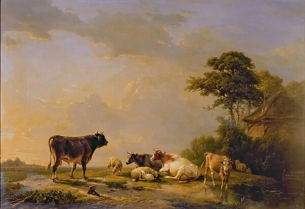Cattle and sheep in an extensive landscape