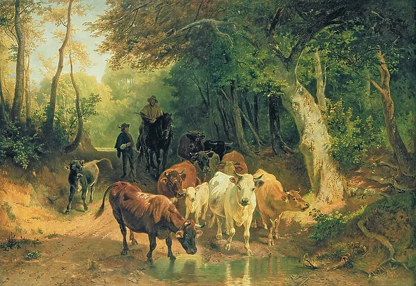 Cattle watering in a wooded landscape
