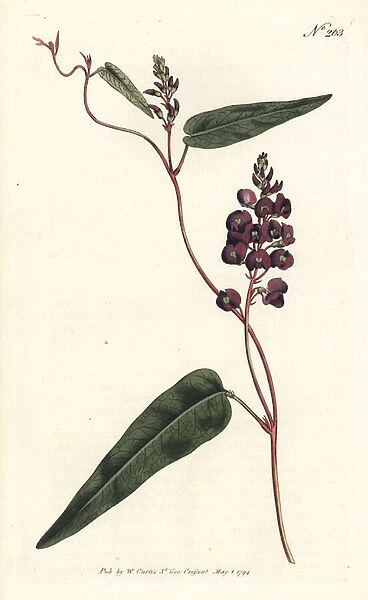 Caulinia bimaculata (Purple glycine, Glycine bimaculata). Handcoloured copperplate engraving by Sansom after an illustration by Sydenham Edwards from William Curtis Botanical Magazine, London, 1794
