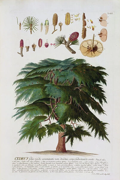 The Cedar, engraved by Johann Jakob Haid (1704-67) plate 60 from a botanical book, pub