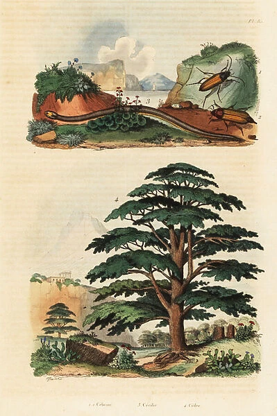 Cedar of Lebanon, two-lined caecilian and click beetles. 1834-1839 (engraving)