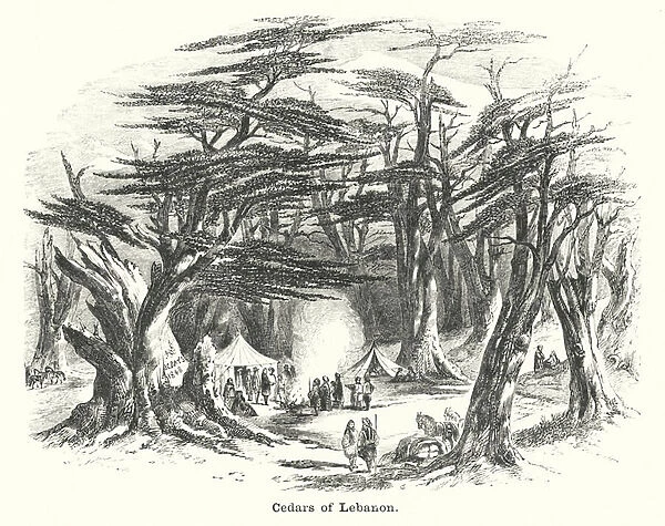 Cedars of Lebanon (engraving)