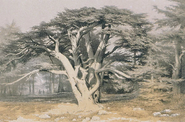 Cedars of Lebanon. Etching by Bernatz et alii - Steinkopk J. F. Editore