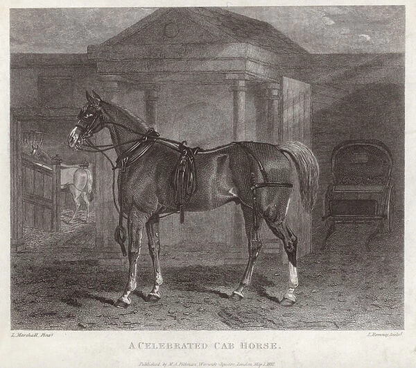 A celebrated cab horse (engraving)