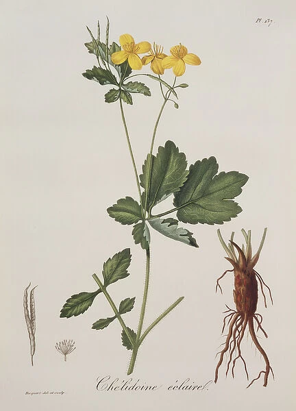 Celidonium Majus from Phytographie Medicale by Joseph Roques (1772-1850)