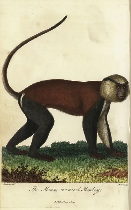 Framed Print : Cercopitheque de Brazza - Mona or varied monkey, Cercopithecus mona - Handcoloured copperplate engraving by John Pass after an illustration by Jean Baptiste Audebert from Ebenezer Sibly's Universal System of Natural History, London, 1804 Framed Print : Cercopitheque de Brazza - Mona or varied monkey, Cercopithecus mona - Handcoloured copperplate engraving by John Pass after an illustration by Jean Baptiste Audebert from Ebenezer Sibly's Universal System of Natural History, London, 1804