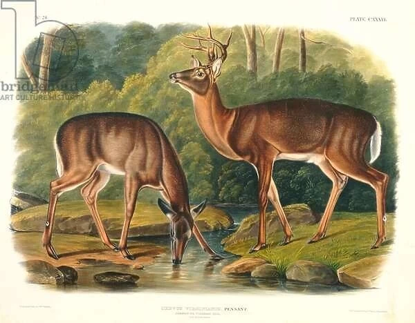 Cervus Virginianus (Common or Virginian Deer), plate 136 from