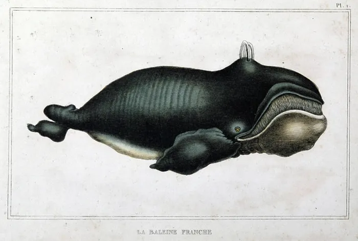 Framed Print : A cetacean Framed Print : A cetacean