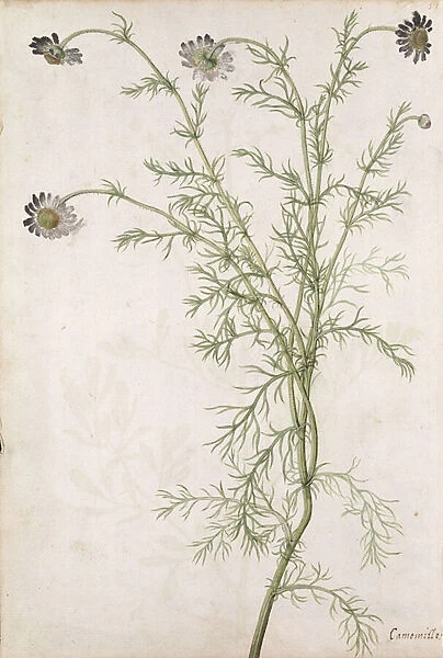 Chamaemelum nobile Allioni, c. 1568