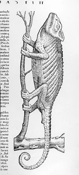 Chameleon, illustration from Historiae animalium liber II: De Quadrupedibus