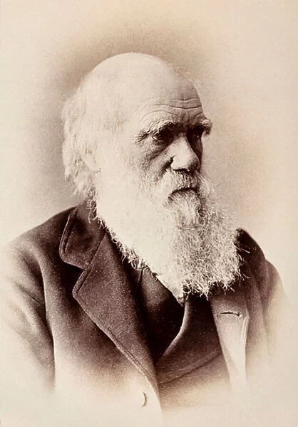 Charles Darwin: English naturalist (b  /  w photo)