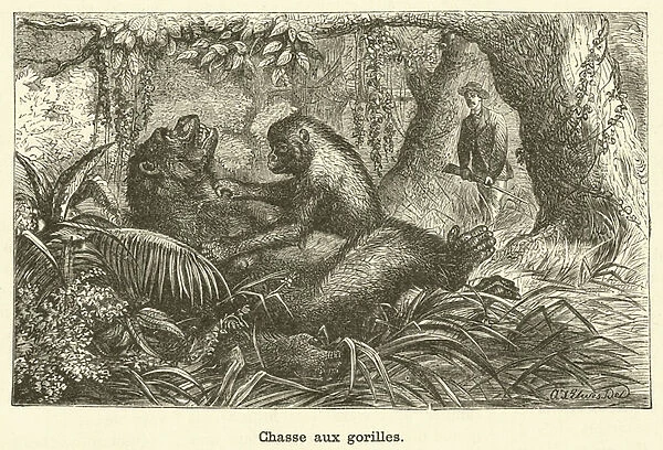 Chasse aux gorilles (engraving)