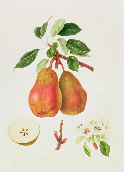 The Chaumontelle Pear, 1818 (w  /  c on paper)