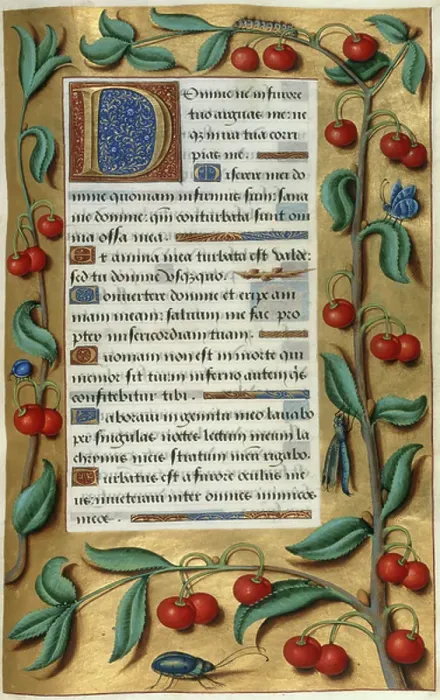 Framed Print : Cherries. BL3281203 Cherries; British Library, London, UK; (add.info.: Book of Hours