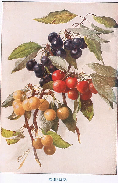 Cherries, illustration from Country Days and Country Ways (colour litho)