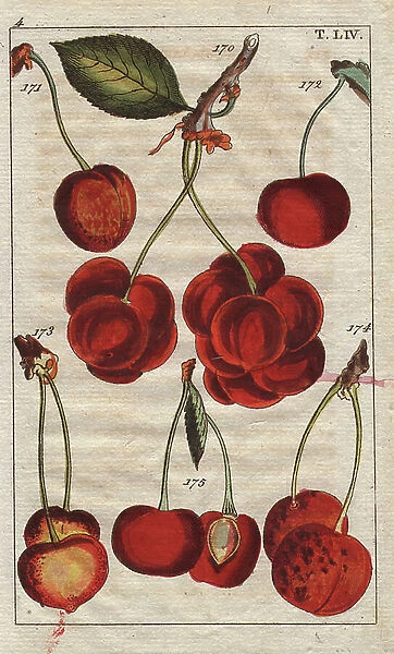 Cherry varieties, Prunus avium: bouquet cherry, royal, Rocmont, four-to-a-pound, Pomeranz