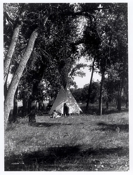 Cheyenne camp in the cottonwoods, c. 1910 (b  /  w photo)