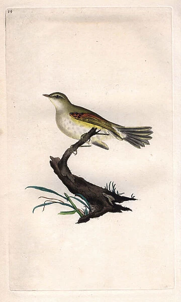 Chicken fitis. Phylloscopus trochilus (Motacilla trochilus). Copper engraving by Edward Donovan (1768-1837), published in Histoire naturelle des oiseaux britanniques, London, 1794-1819
