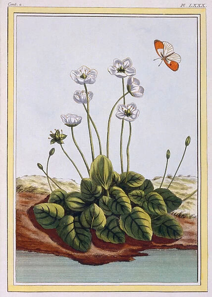 Chiendent de Parnasse (Grass of Parnassus), c. 1776 (hand-coloured engraving)