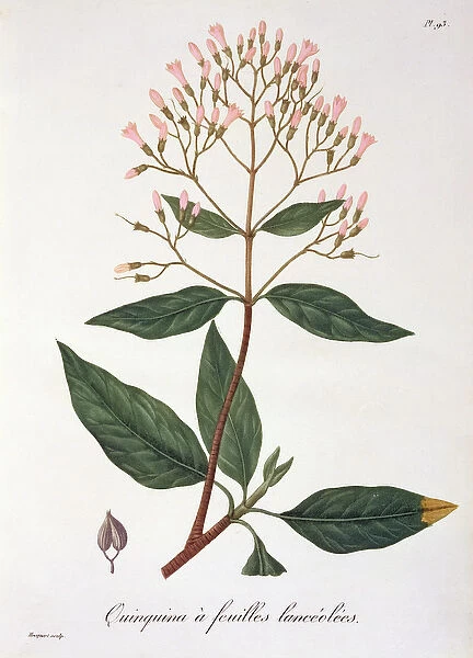 Cinchona from Phytographie Medicale by Joseph Roques (1772-1850)