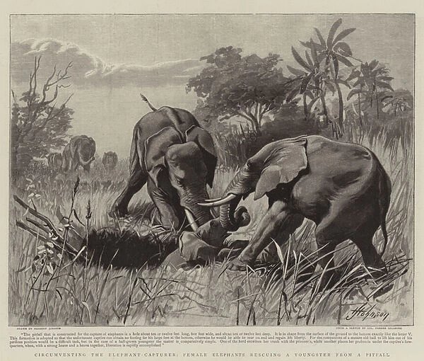 Circumventing, the Elephant-Capturer, Female Elephants rescuing a Youngster from a Pitfall (engraving)