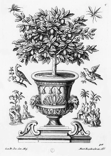 Citrus trees, c. 1735 (engraving)