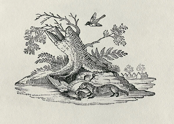 A Civet with a Cockerel from History of Quadrupeds, 1790 (engraving)