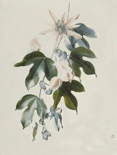 Clematis. BAL25153 Clematis by Marie-Anne, (1738-89); Victoria & Albert Museum