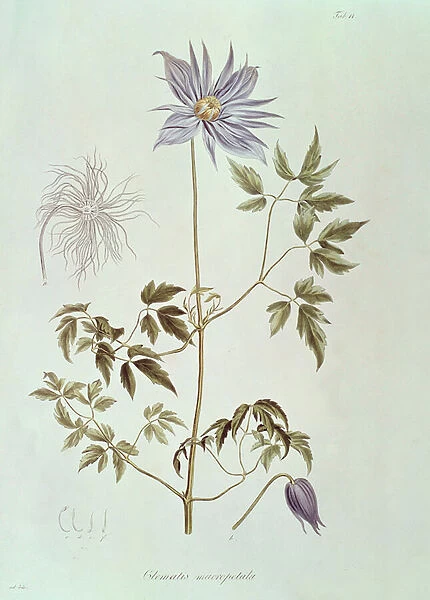 Clematis macropetala, from 'Icones Plantarum Floram Rossicam'1829